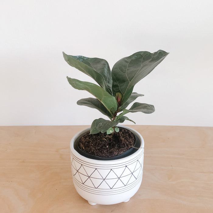 Fiddle Leaf Fig Tree