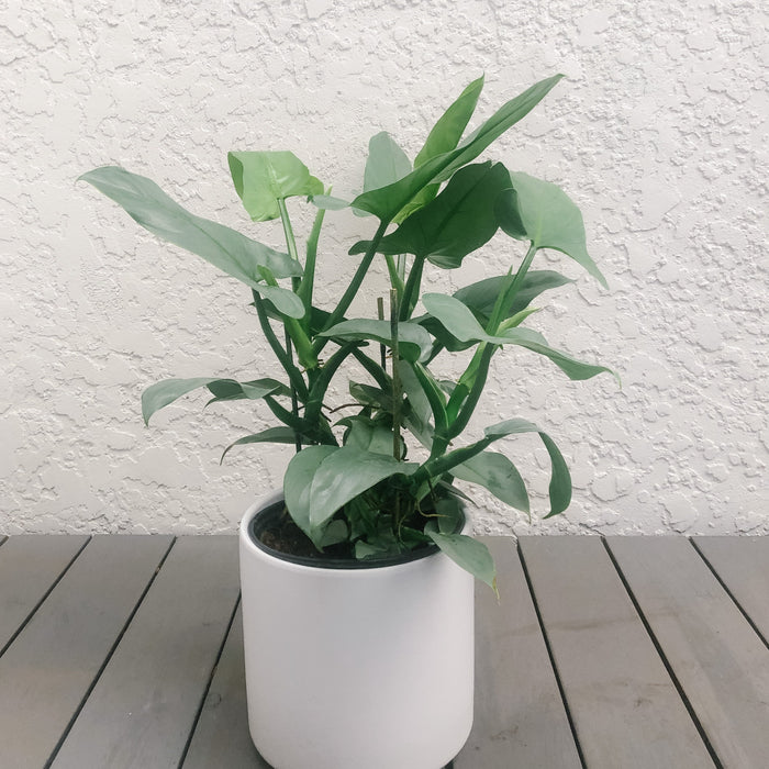 Philodendron Silver Sword