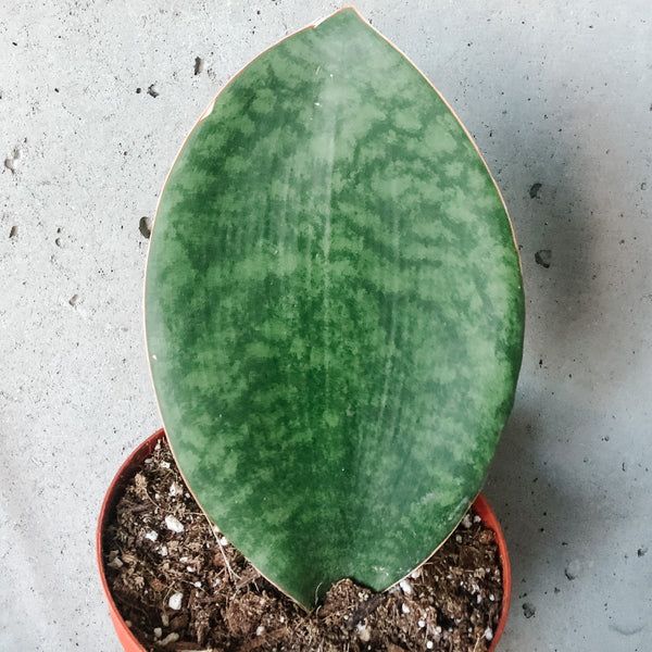 Whale Fin Snake Plant  VI Plant Shop