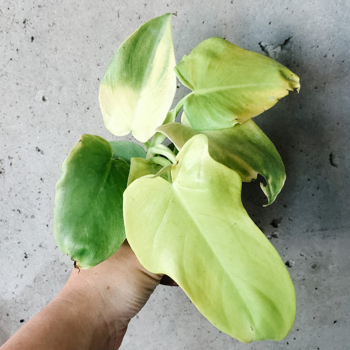 Philodendron Gold Violin