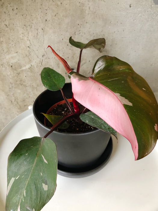 Philodendron Pink Princess