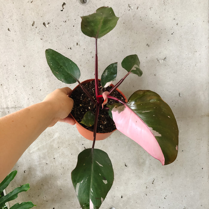 Philodendron Pink Princess