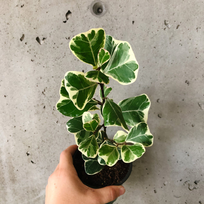 Ficus Triangularis Variegated