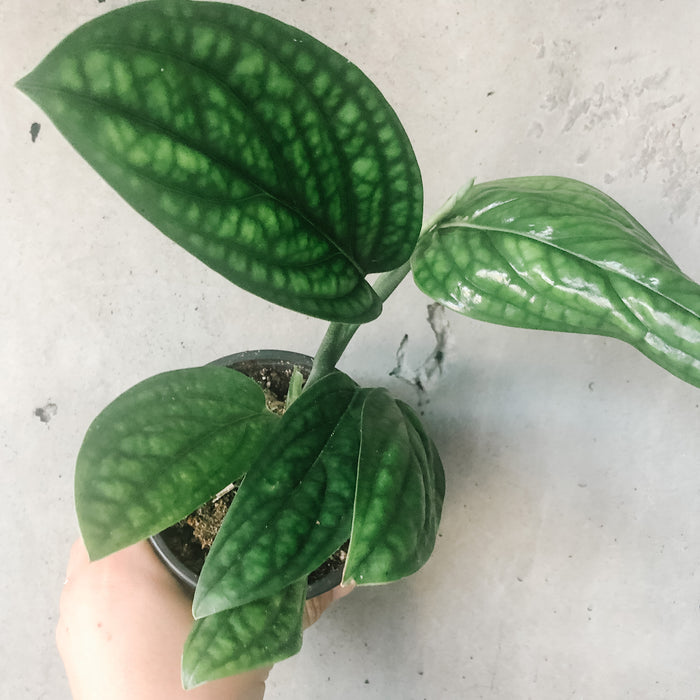 Monstera Peru