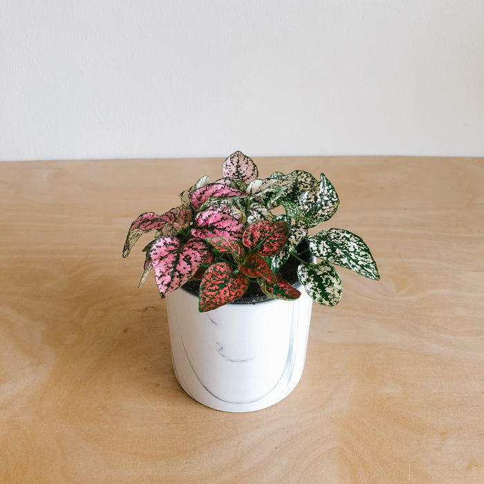polka dot plant indoor Polka Dot Plant – VI Plant Shop