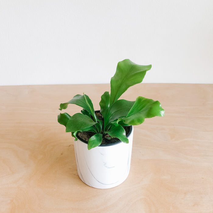 Bird's Nest Fern