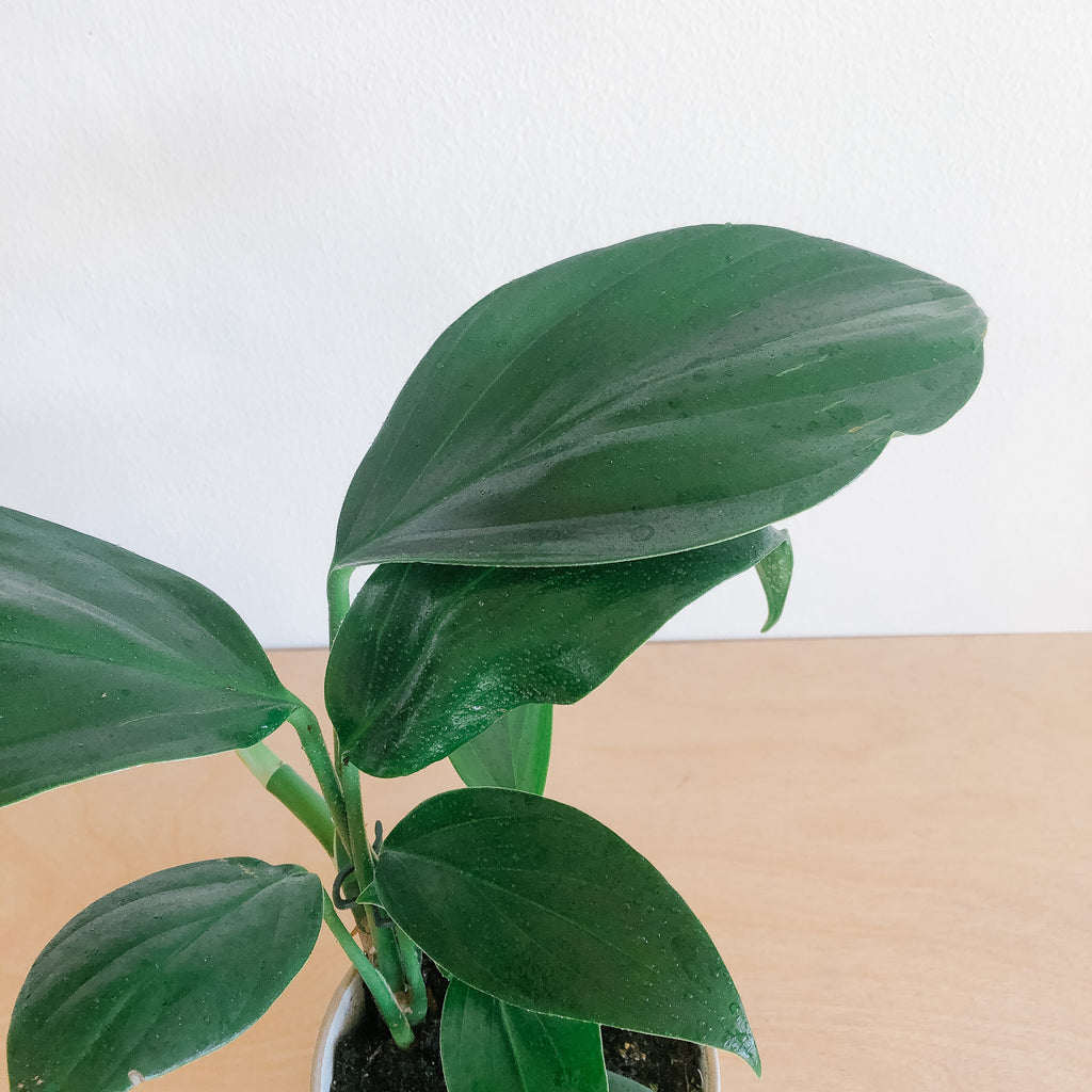 epipremnum dragon tail - pothos Dragon Tail – VI Plant Shop