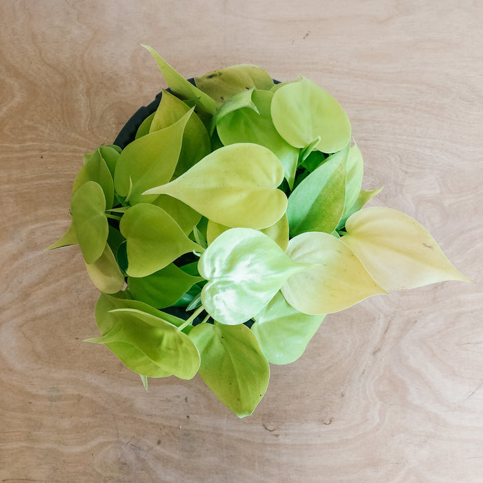 lemon lime vs neon philodendron Philodendron 'Lemon Lime' – VI Plant Shop