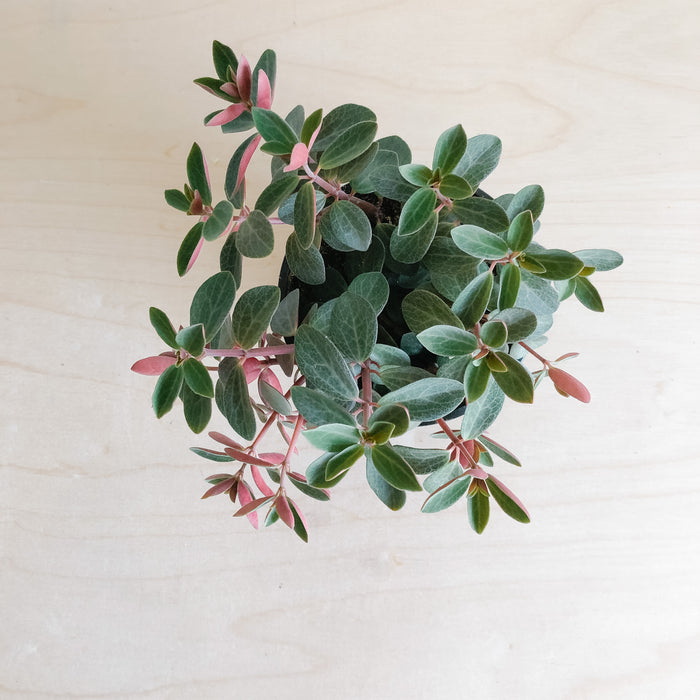 red log succulent Red Log Peperomia – VI Plant Shop