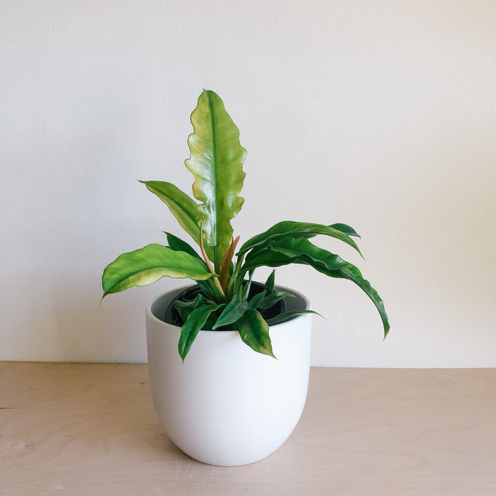 philodendron tiger tooth care Philodendron 'Tiger Tooth' – VI Plant Shop