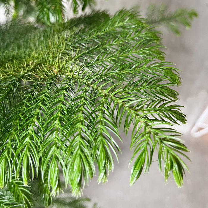 Norfolk Pine