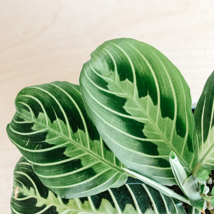 Maranta