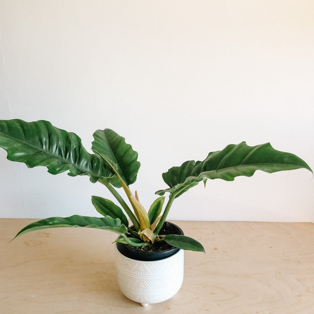 philodendron tiger tooth plant Philodendron 'Tiger Tooth' – VI Plant Shop