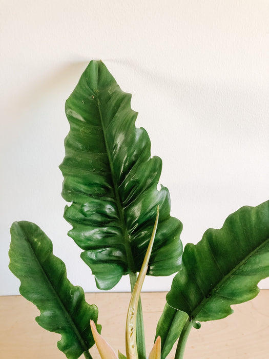 philodendron tiger tooth care Philodendron 'Tiger Tooth' – VI Plant Shop