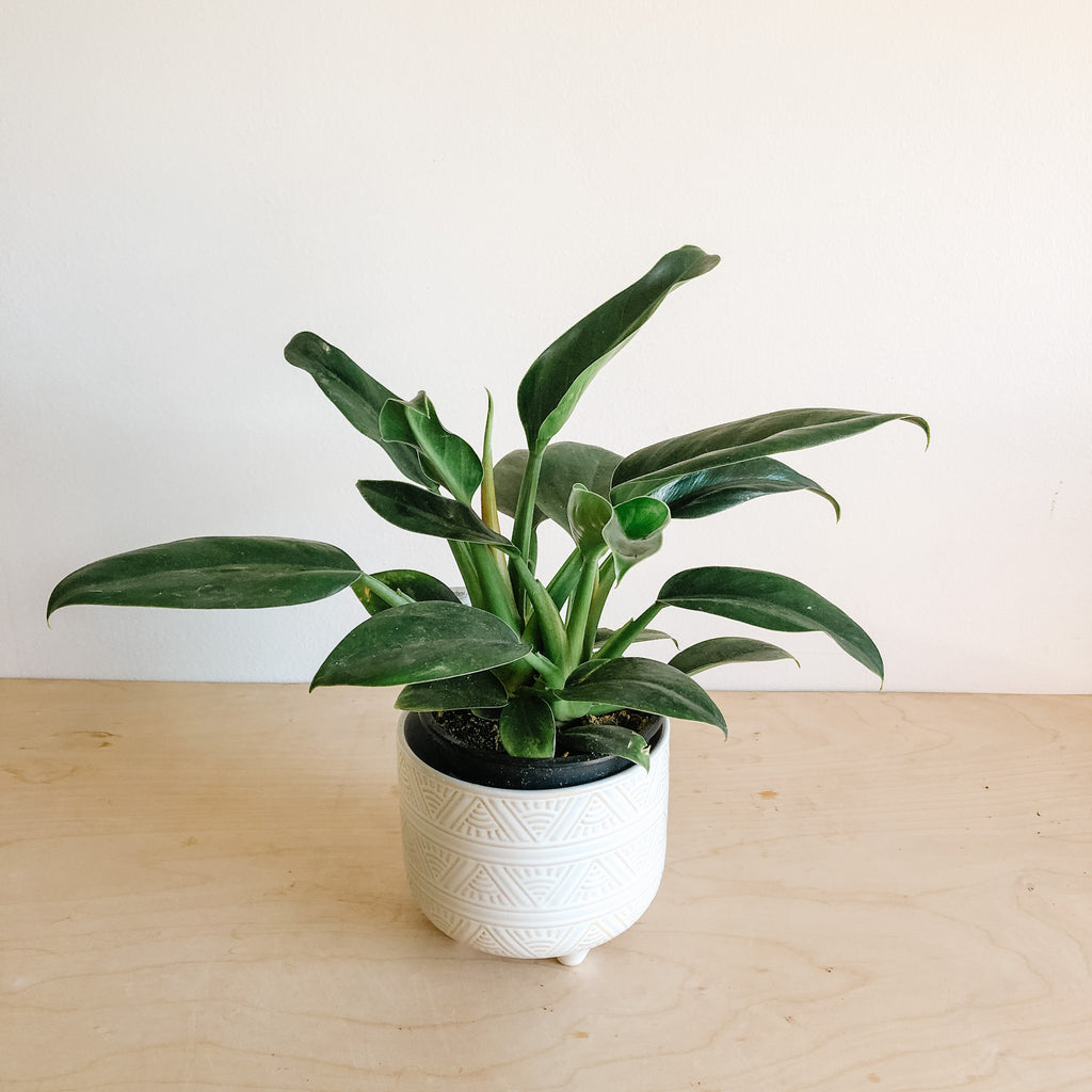 Philodendron Millions  VI Plant Shop