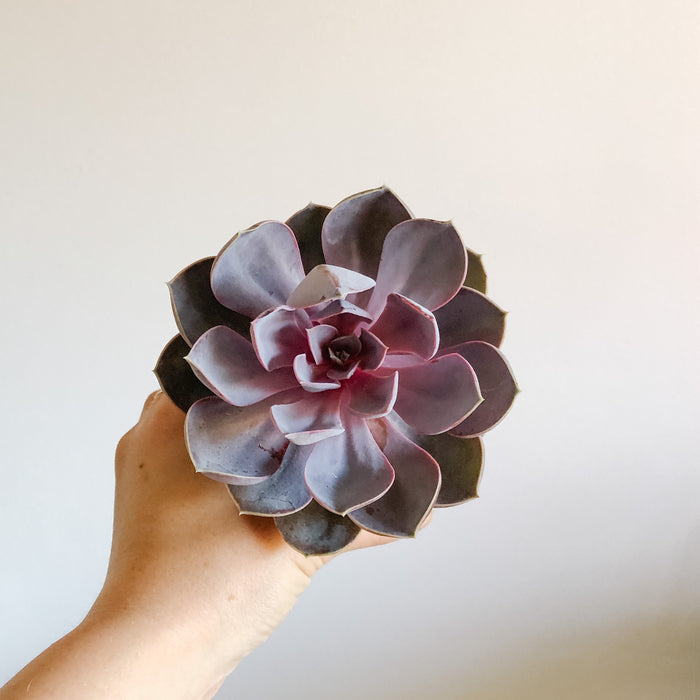 Succulent Bundle