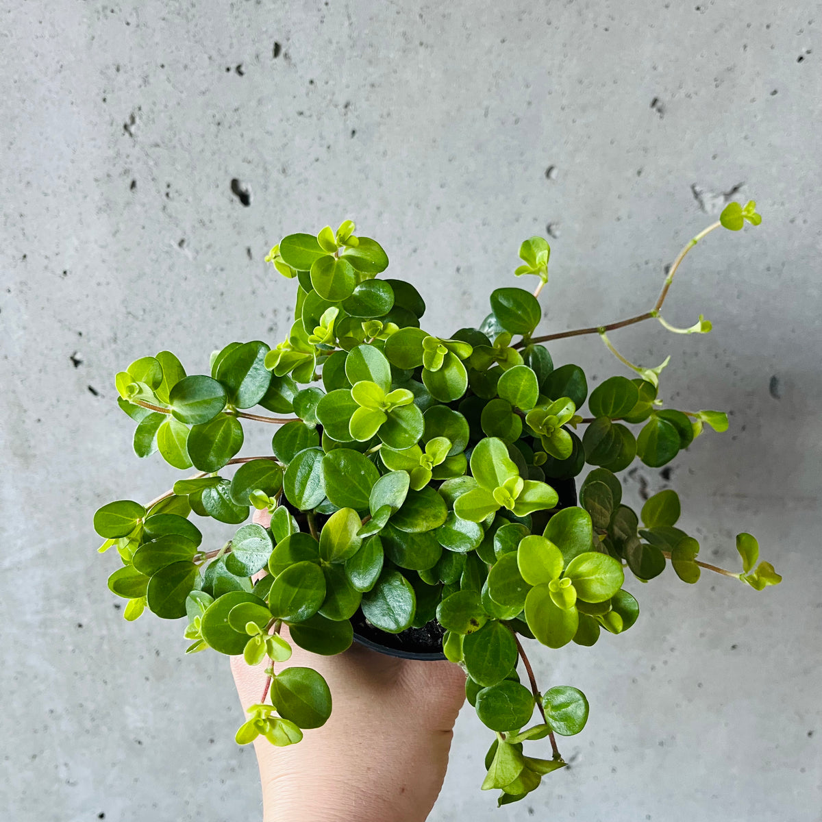 Peperomia jitterbug vi plant shop