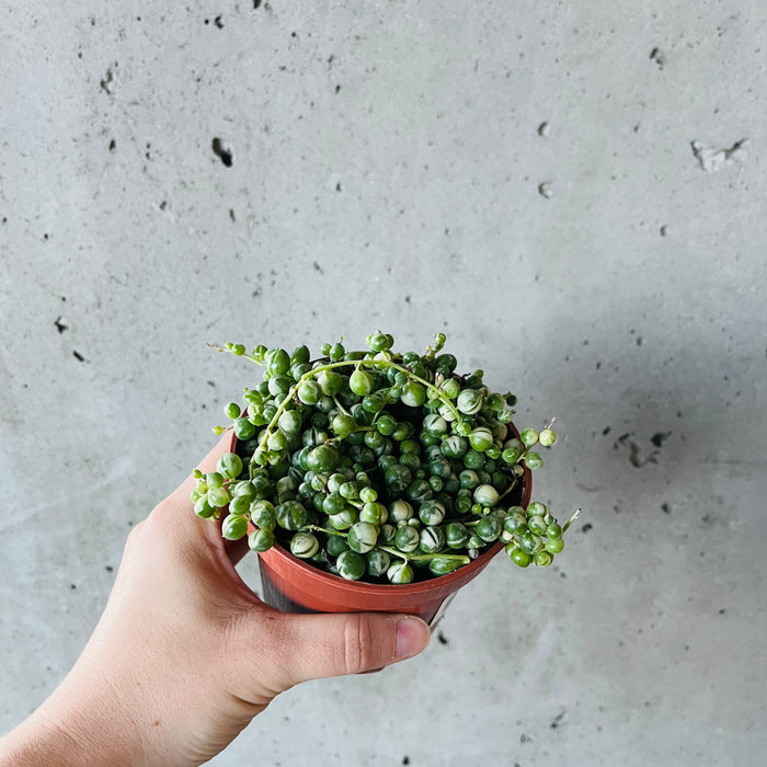 Variegated String of Pearls