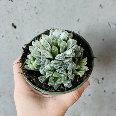 Haworthia Cooperi sp.