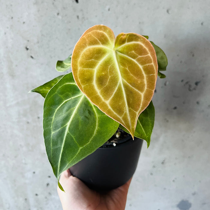 anthurium leaf turning yellow Anthurium Clarinervium – VI Plant Shop