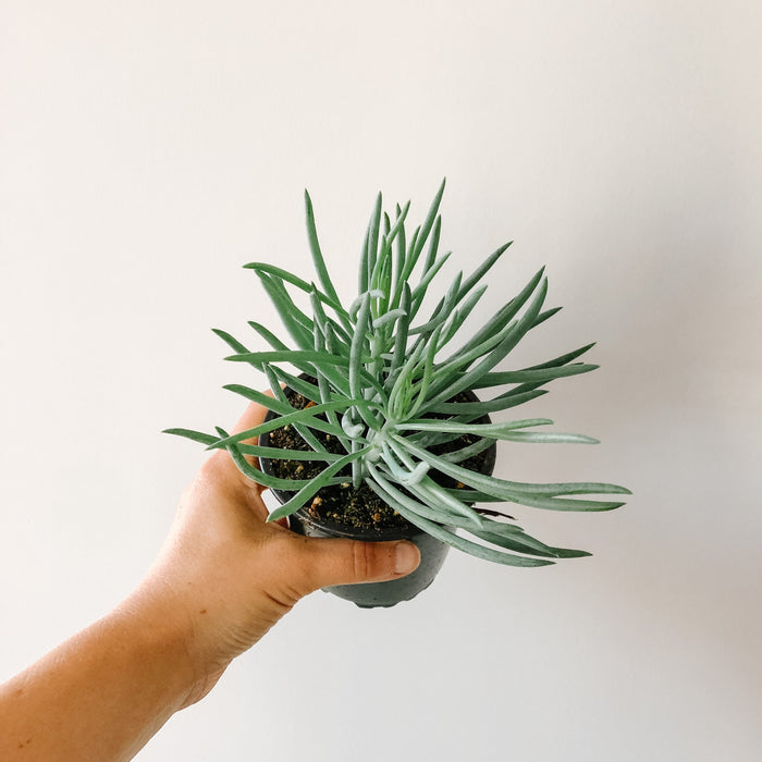 kilimanjaro succulent Senecio Kilimanjaro – VI Plant Shop
