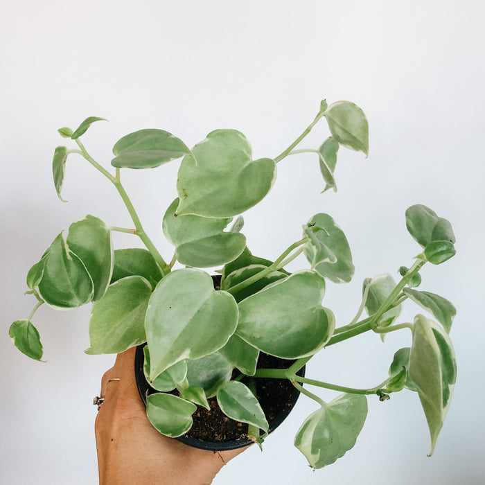 Peperomia Scandens Variegata