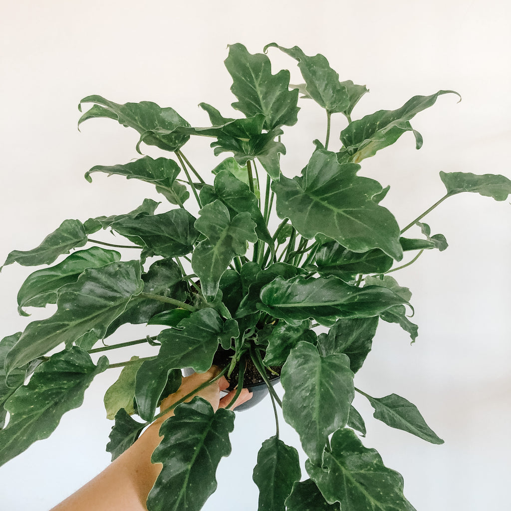 philodendron deva vu Philodendron Deja Vu – VI Plant Shop