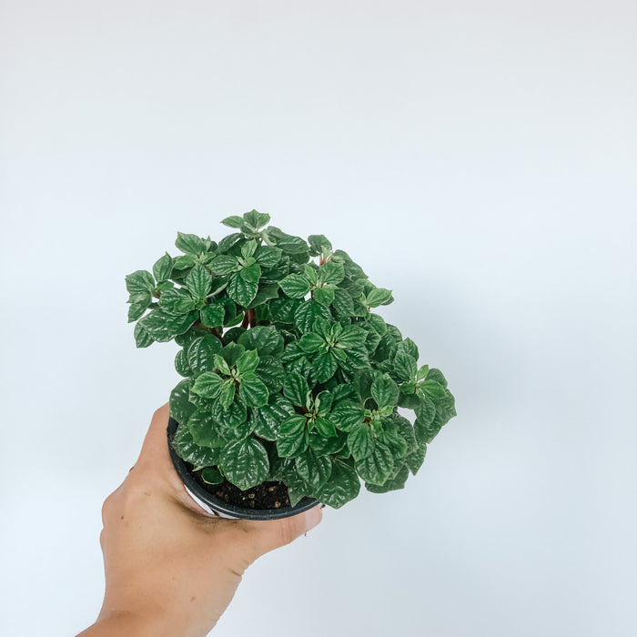 Peperomia 'Little Fantasy'