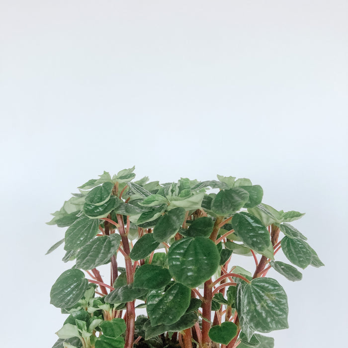 Peperomia 'Little Fantasy'