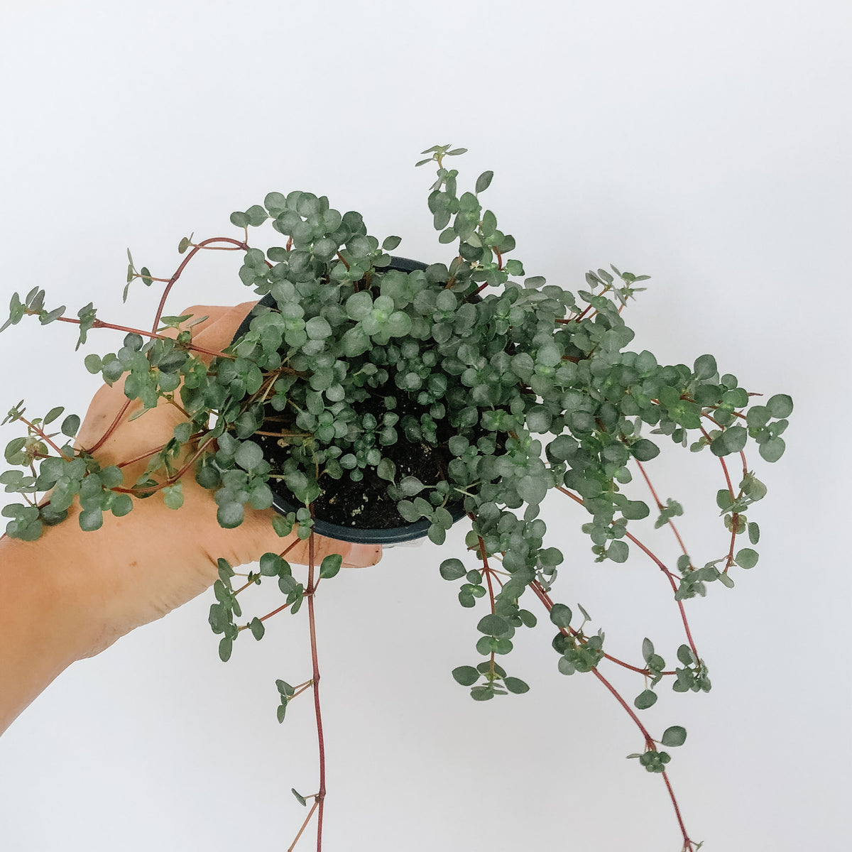 Pilea Glauca 'Aquamarine'  VI Plant Shop