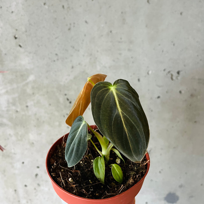 philodendron melanochrysum kopen Philodendron Melanochrysum – VI Plant Shop