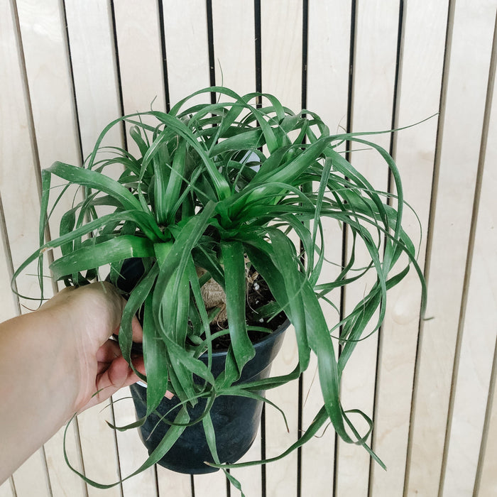 Ponytail Palm