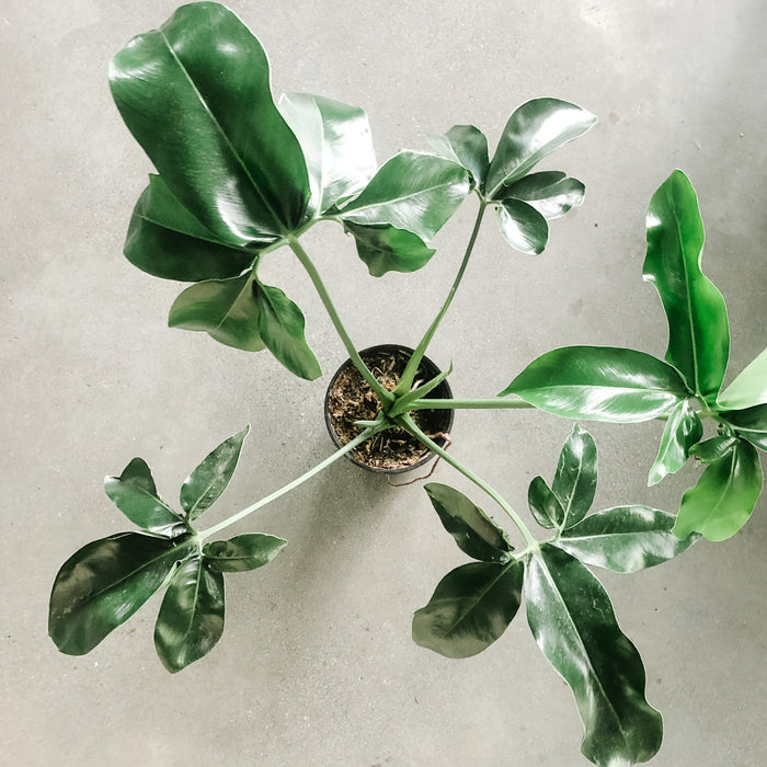 Philodendron Nobel