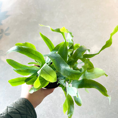 Blue Star Fern