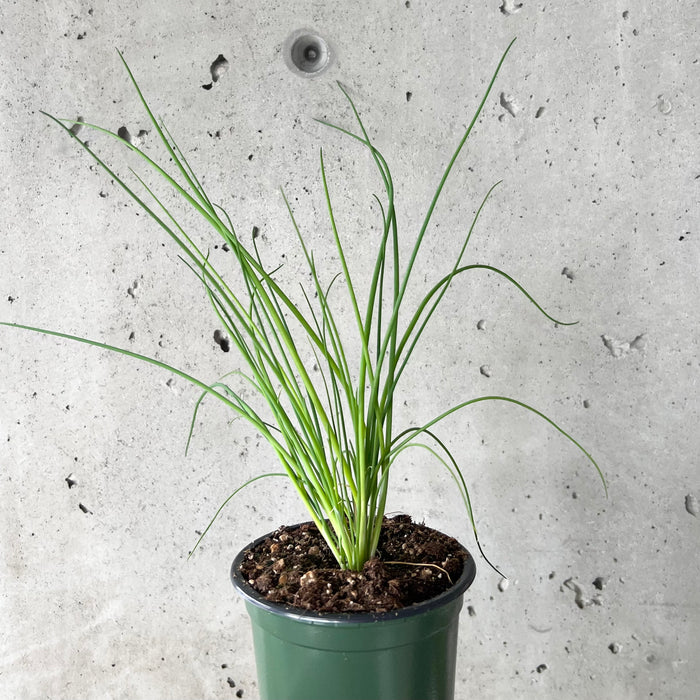 Chives