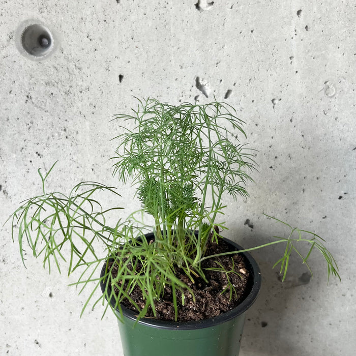 Dill