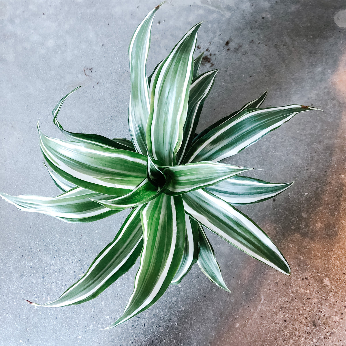 low maintenance plants indoor Monstera Deliciosa: Popular Live Plant - (6” Pot) – Easy Plant Care - –  Altman Plants