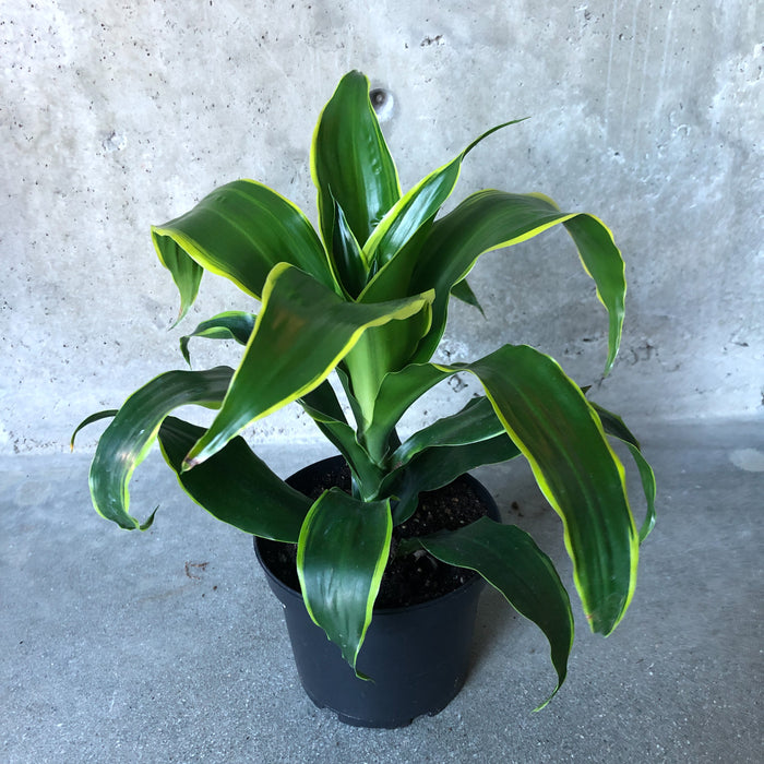 Dracaena Carmen