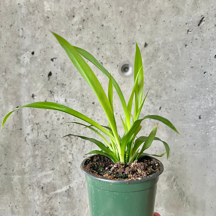 spider plant all green Green Spider Plant – VI Plant Shop