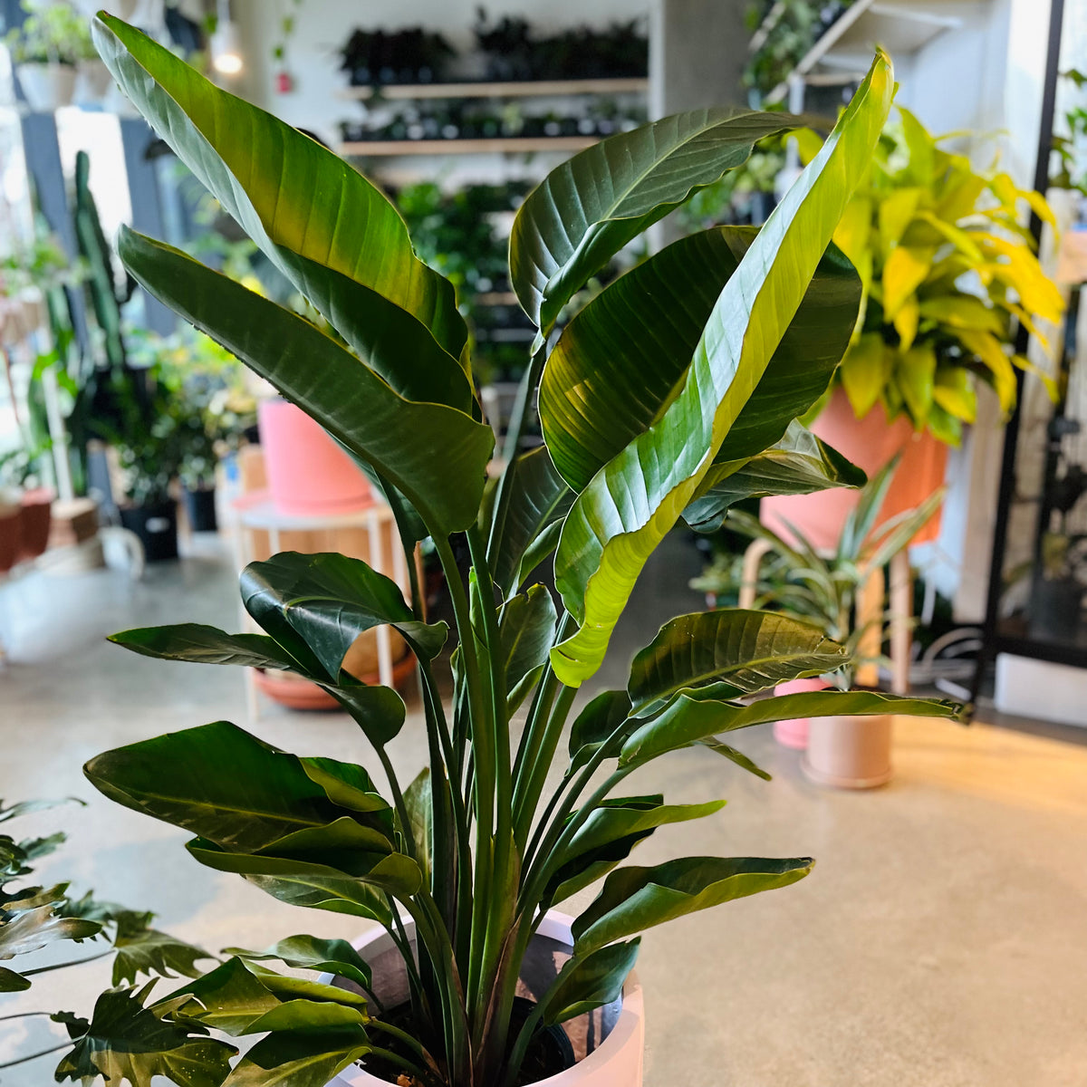 bird of paradise plant indoor cats Birds of Paradise – VI Plant Shop