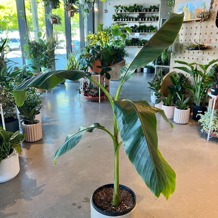 Red Tiger Banana Plant