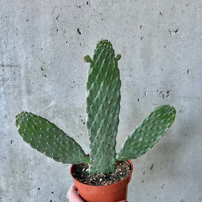 Sour Prickly Pear Cactus