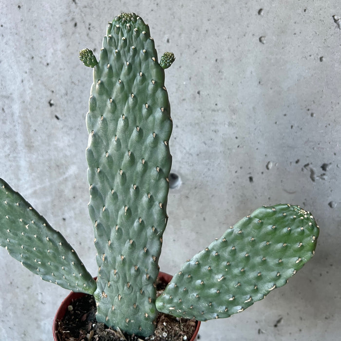 Sour Prickly Pear Cactus