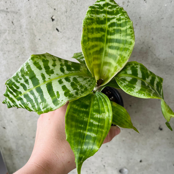 burgundy princess philodendron vs pink princess Philodendron Burgundy princess starter plant **(ALL plants require you –  GoldenGreeneryCo
