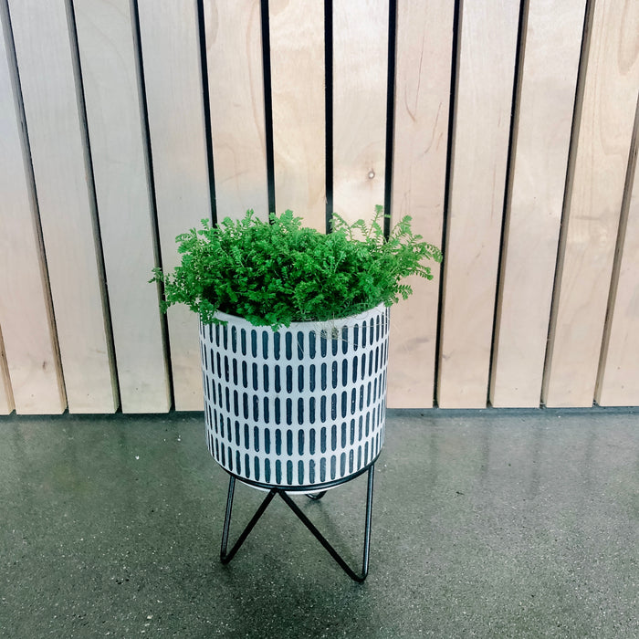 Tic Tac Planter
