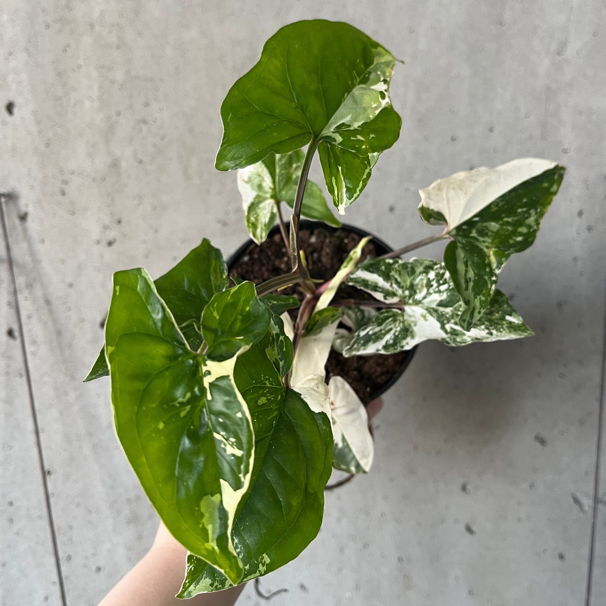 Syngonium 'Albo' – VI Plant Shop