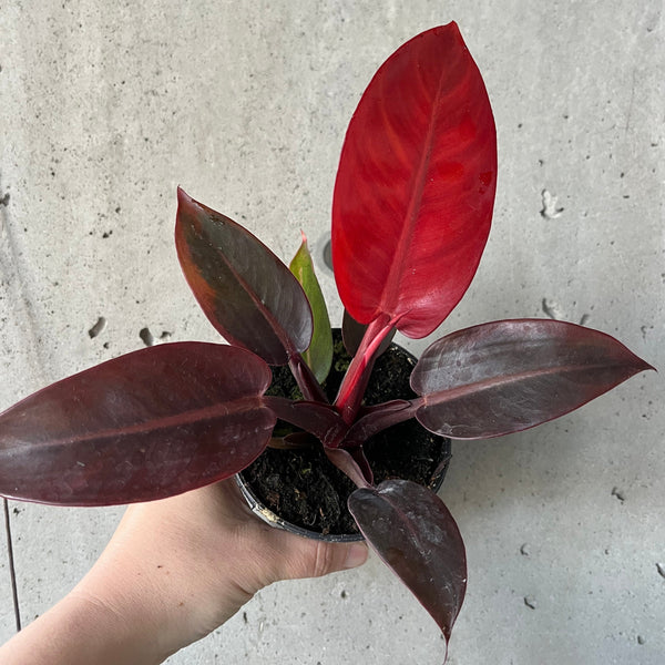 Philodendron Red Sun – VI Plant Shop