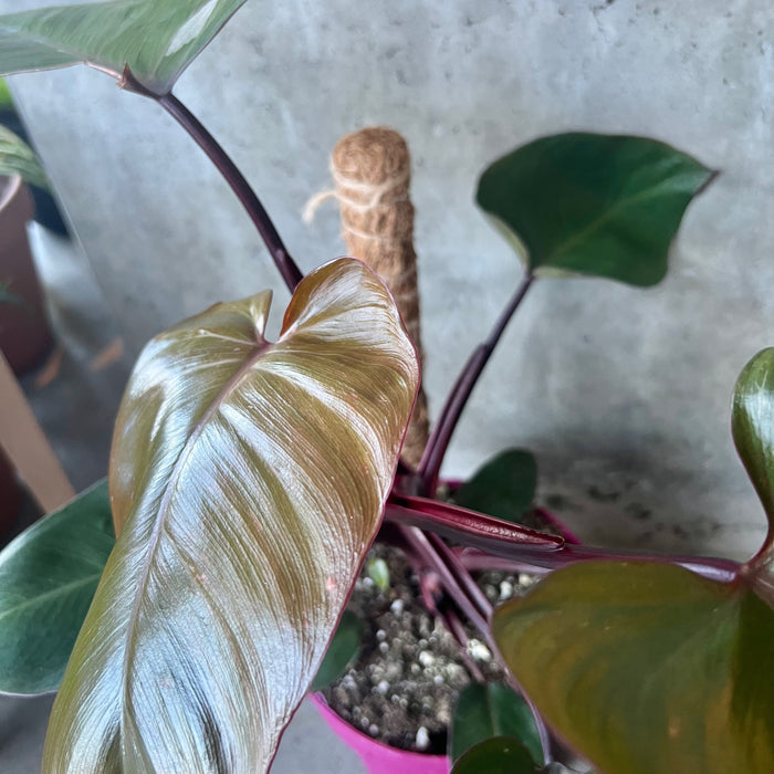philodendron burgundy queen Philodendron Burgundy Princess – VI Plant Shop