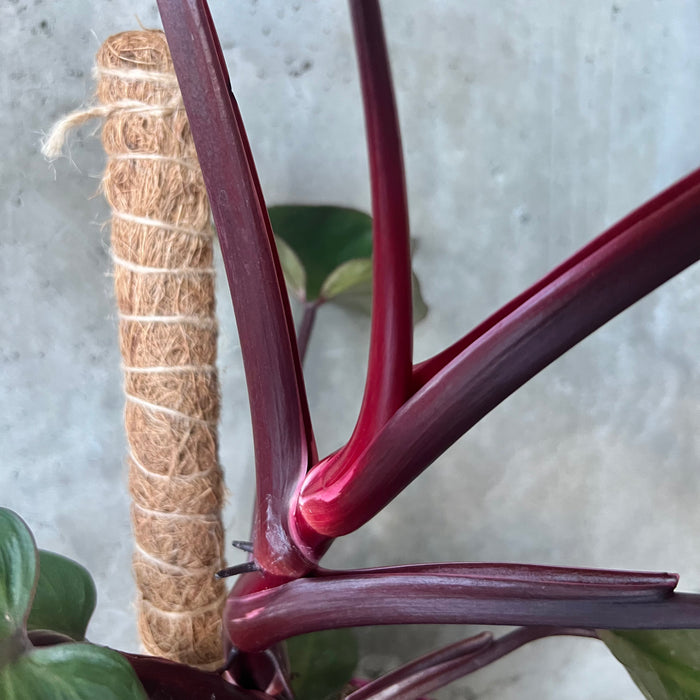 philodendron burgundy princess Philodendron Burgundy Princess – VI Plant Shop