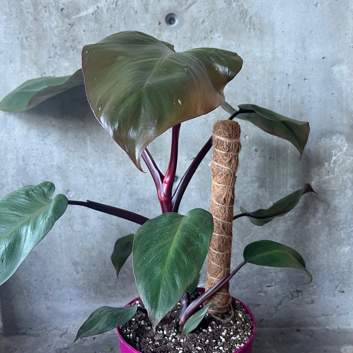 burgundy princess philodendron for sale Philodendron Burgundy Princess – VI Plant Shop
